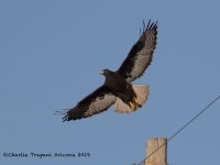 0J6A4350Western_Red-Tailed_Hawk_Dark_Juvenile