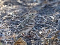 0J6A4368Chestnut-collared_Longspur