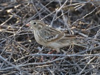 0J6A4378Chestnut-collared_Longspur