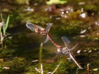 0J6A4430Dragonflies_Variegated_Medowhawk