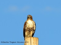 0J6A4500Red-tailed_hawk