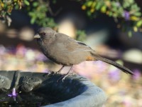 0J6A4514Aberts_Towhee