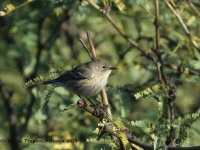 0J6A4517Yellow-rumped_Warbler