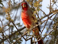 0J6A4578Pyrrhuloxia