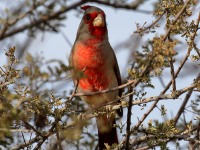 0J6A4582Pyrrhuloxia