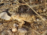 0J6A4590Royal_Horned_Lizard