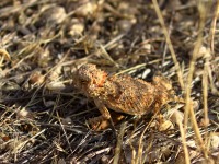 0J6A4597Royal_Horned_Lizard