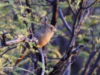 0J6A4608Pyrrhuloxia