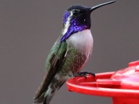 0J6A4620Costas_Hummingbird