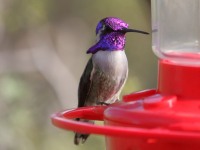 0J6A4665Costas_Hummingbird