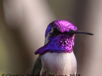 0J6A4673Costas_Hummingbird