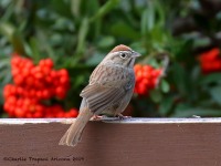 0J6A4686Rufous-Crowned_Sparrow