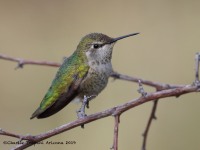 0J6A4690Annas_Hummingbird