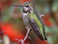 0J6A4697Annas_Hummingbird