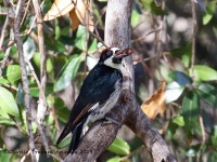 0J6A4710Acorn_Woodpecker