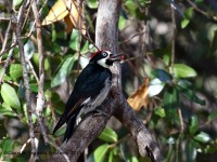 0J6A4712Acorn_Woodpecker