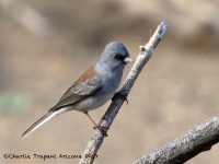 0J6A4716Dark-eyed_Junco_Gray-headed