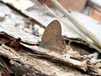 0J6A4722Butterfly_Unknown