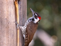 0J6A4740Arizona_Woodpecker