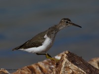 0J6A4939Spotted_Sandpiper