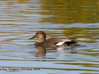 0J6A4955Gadwall