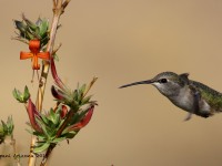 0J6A4976Annas_Hummingbird