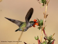 0J6A4987Annas_Hummingbird