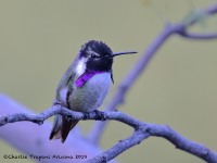 0J6A5017Costas_Hummingbird