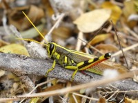 0J6A5058White-Lined_Bird_Grasshopper