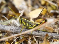 0J6A5062White-Lined_Bird_Grasshopper