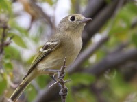 0J6A5076Huttons_Vireo