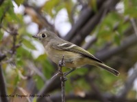 0J6A5083Huttons_Vireo