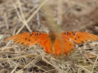 0J6A5102Gulf_Fritillary