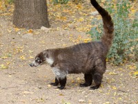 0J6A5151Coati