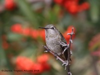 0J6A5162Annas_Hummingbird