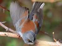 0J6A5163Yellow-eyed_Junco