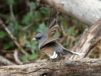 0J6A5183Dark-eyed_Junco