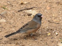 0J6A5208Dark-eyed_Junco