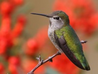 0J6A5212Annas_Hummingbird