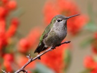 0J6A5224Annas_Hummingbird