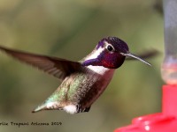 0J6A5278Costas_Hummingbird