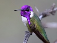 0J6A5293Costas_Hummingbird