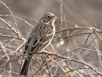 0J6A5345Vesper_Sparrow