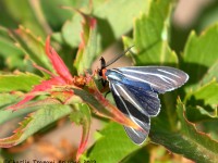 0J6A5373Veined_Ctenucha_Moth