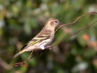 0J6A5388Pine_Siskin