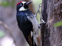 0J6A5398Acorn_Woodpecker