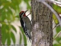 0J6A5420Red-naped_Sapsucker