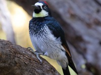 0J6A5461Acorn_Woodpecker