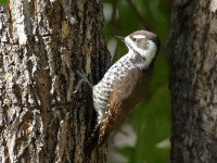 0J6A5473Arizona_Woodpecker_Female