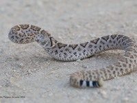 819A2565Diamondback_Rattlesnake